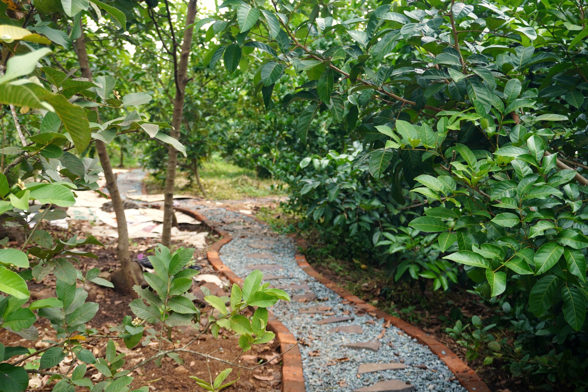 A worn path through the grass and plantings, six months after it was first cut